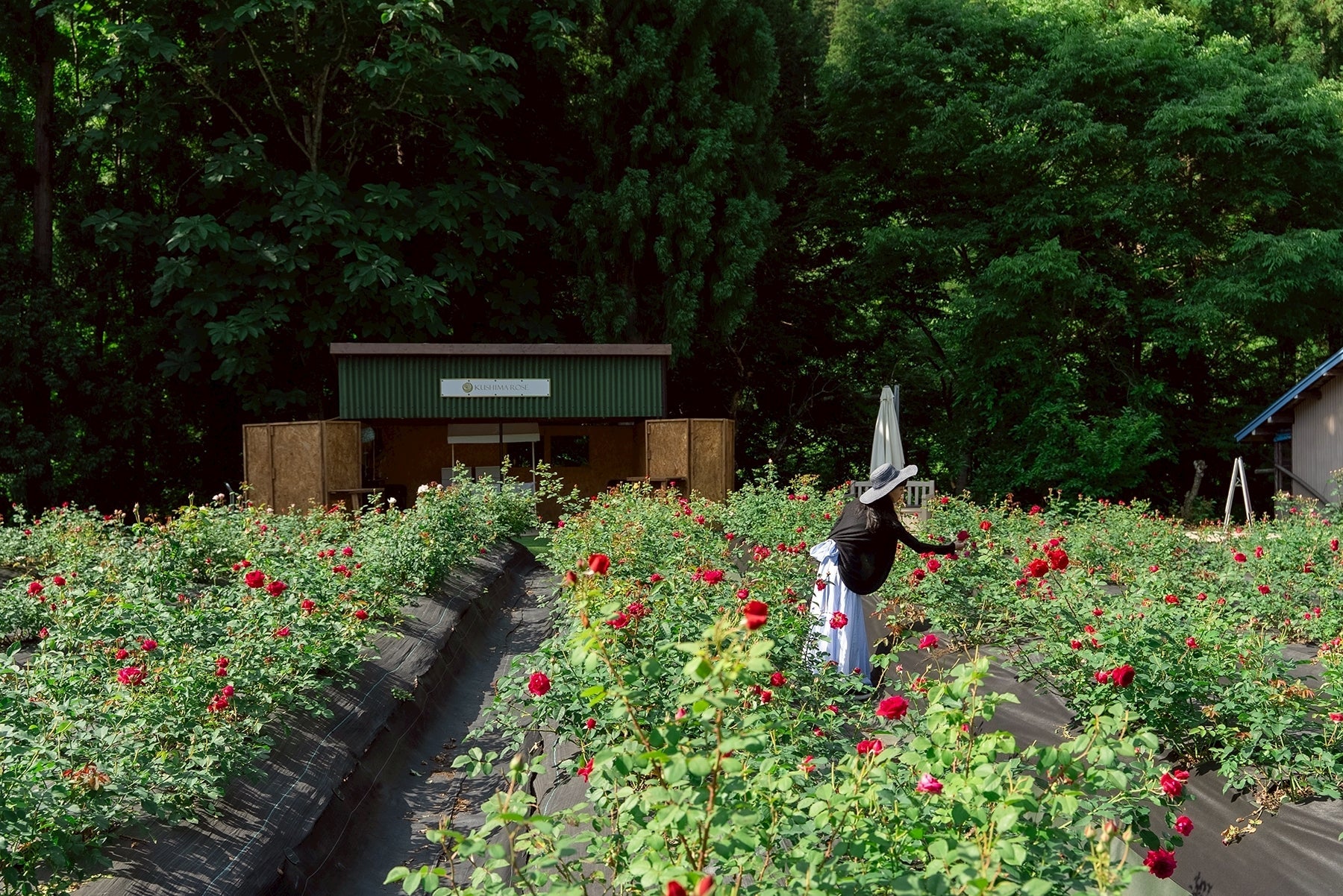 自社農園でのバラ摘み体験 – KUSHIMA ROSE