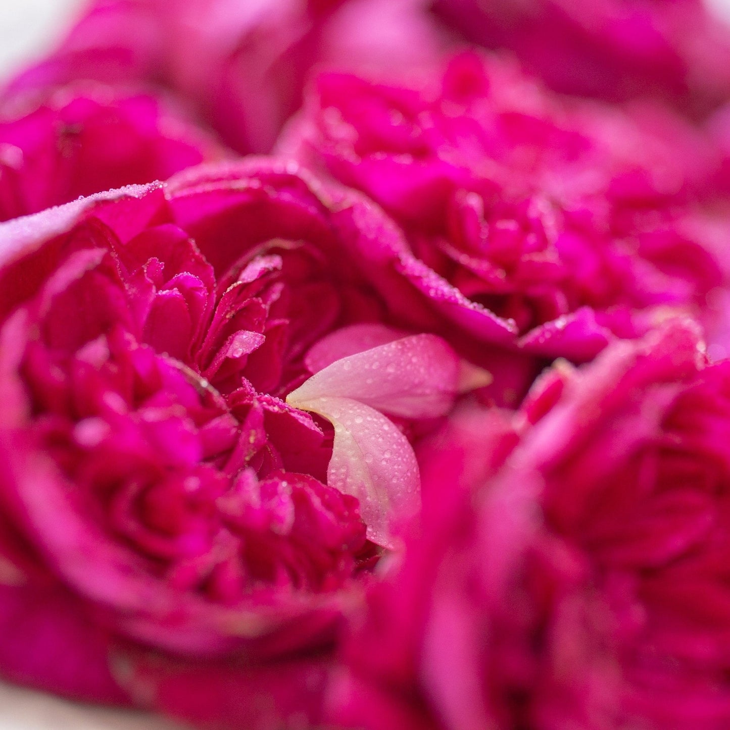 THE ROSE プレミアムⅢ(もっと濃い飲むバラのエキス)