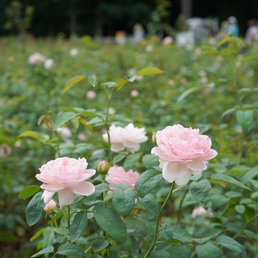 ハンドトリートメント