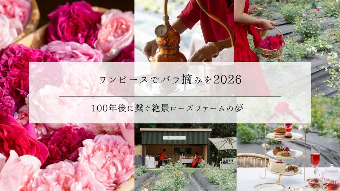 動画公開【ワンピースでバラ摘みを2026】ダマスクローズが咲きました！