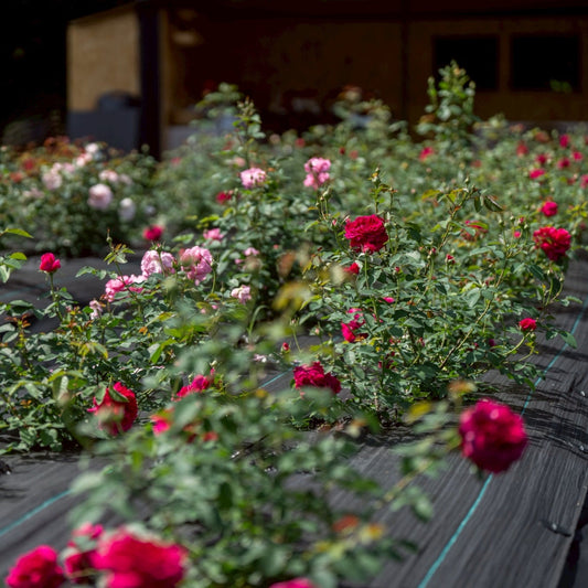 新しい農地から100年後も続くバラづくりを