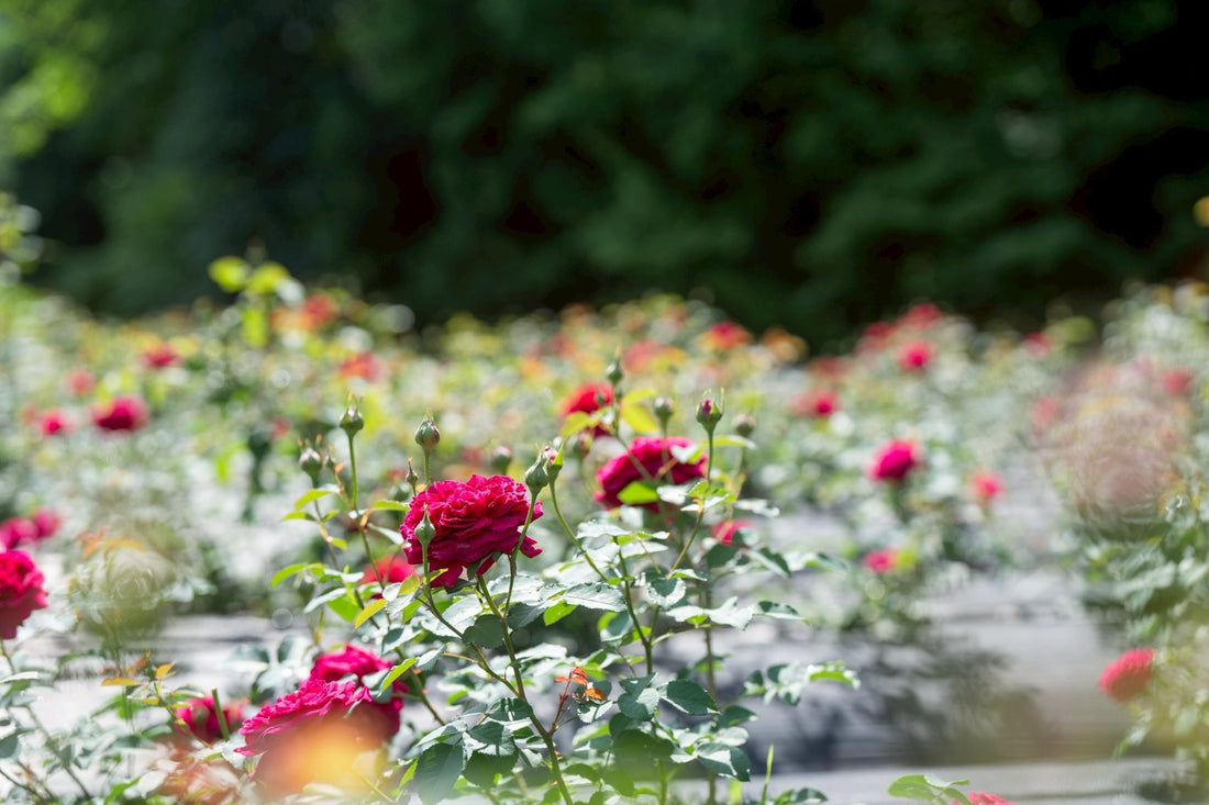 新しい農地から100年後も続くバラづくりを