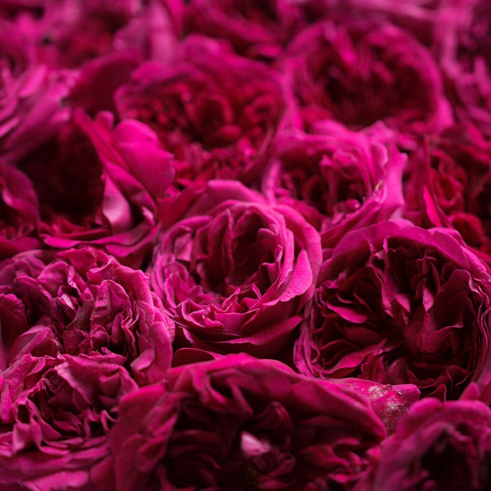 【新発売記念｜期間限定 送料無料キャンペーン】THE ROSEあらごし