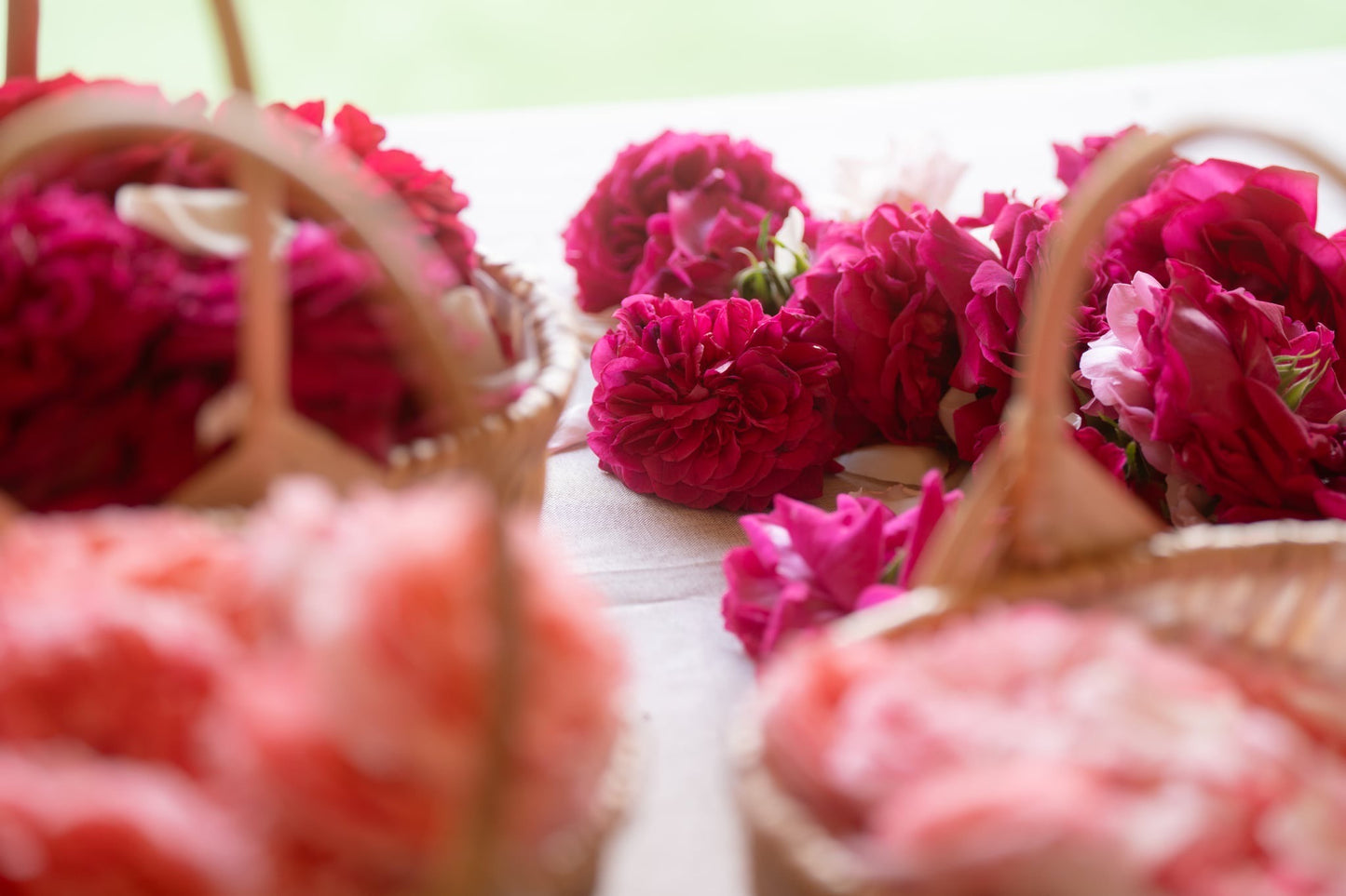 [2-Day, 1-Night] Rose Picking Bus Tour from Nagoya