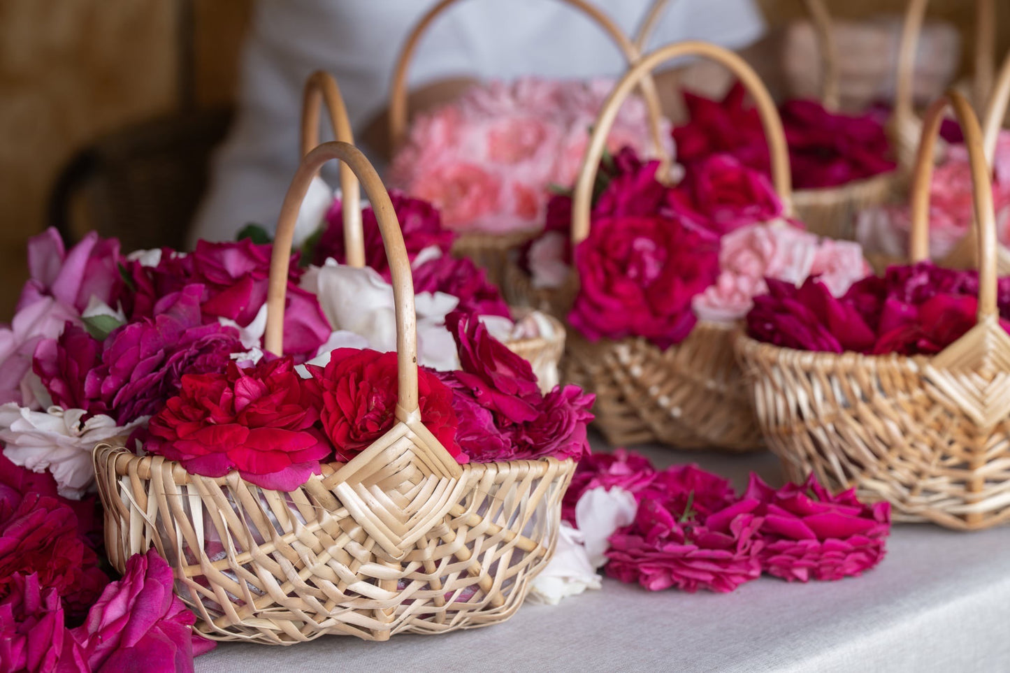 [2-Day, 1-Night] Rose Picking Bus Tour from Nagoya