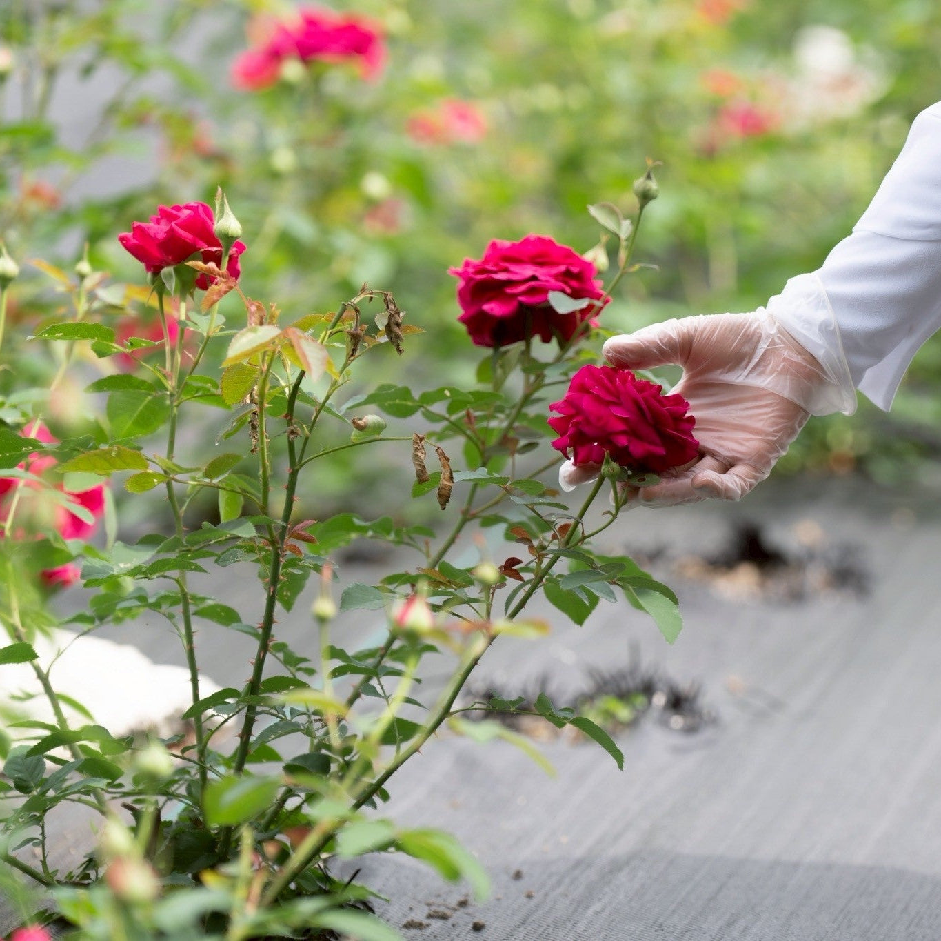 [2-Day, 1-Night] Rose Picking Bus Tour from Nagoya