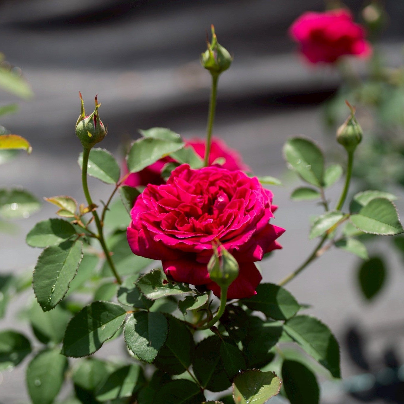 THE ROSE（飲むバラのエキス） – KUSHIMA ROSE