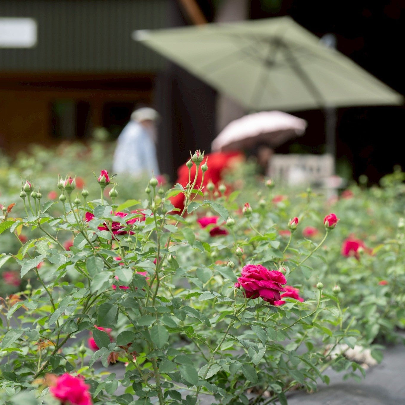 [2-Day, 1-Night] Rose Picking Bus Tour from Nagoya