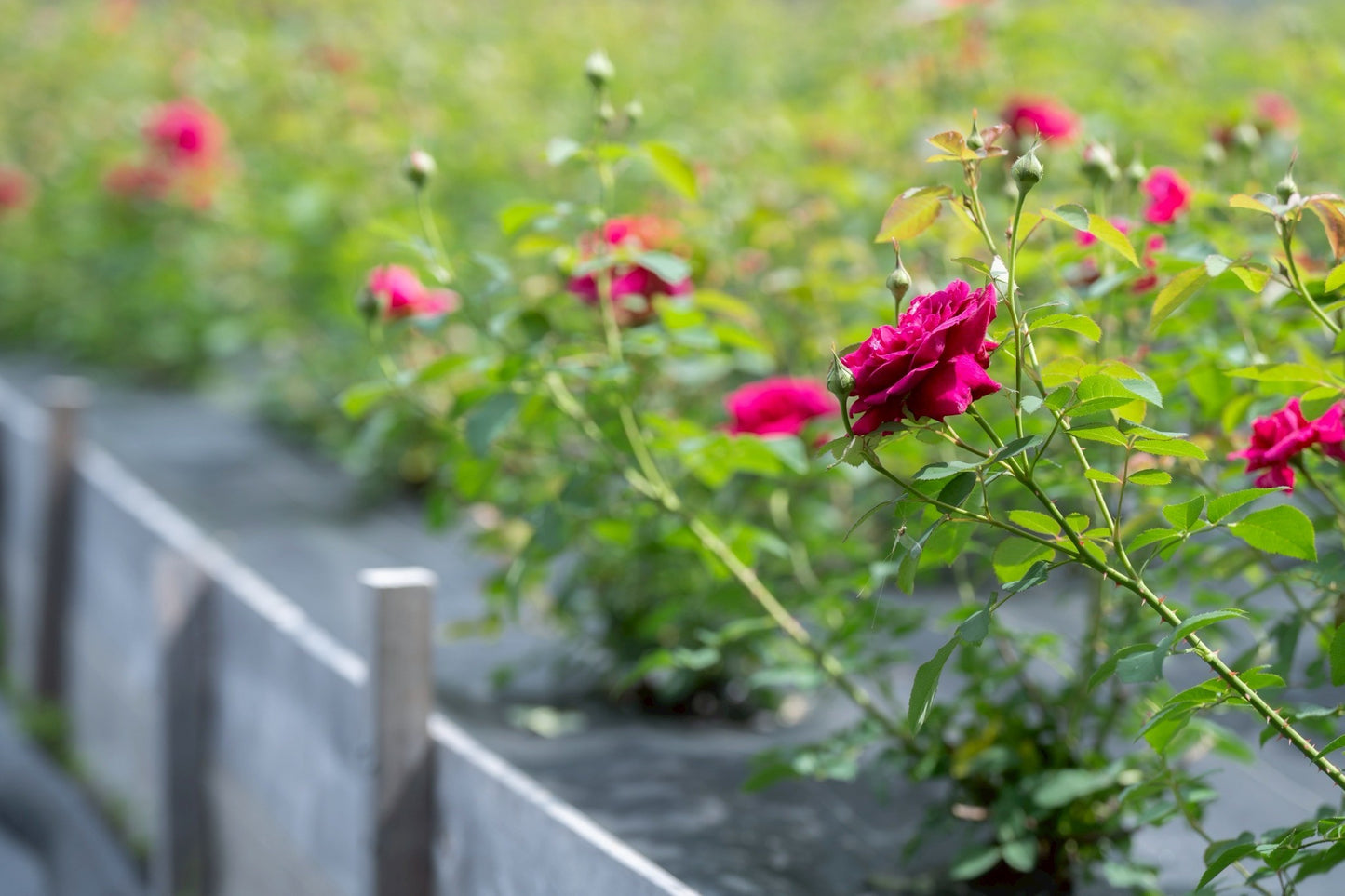 [2 nights, 3 days] First rose picking VIP tour