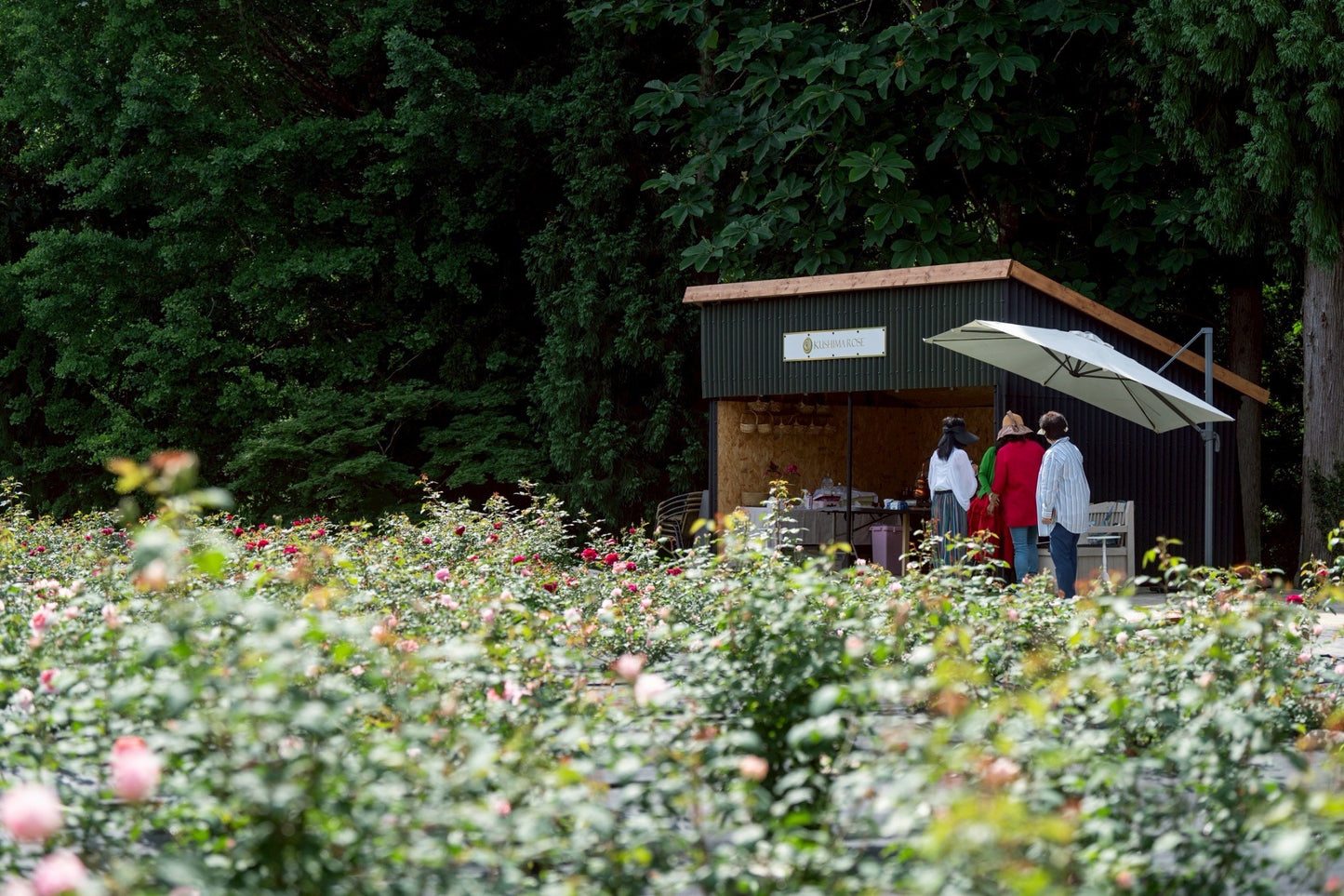 [2 nights, 3 days] First rose picking VIP tour