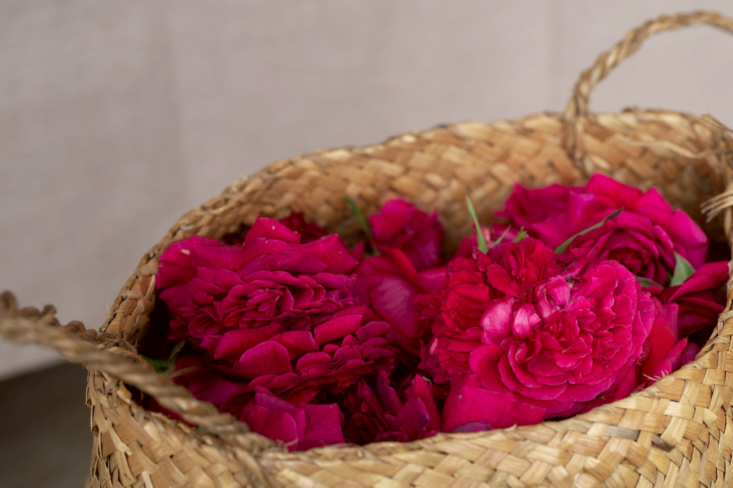 [2-Day, 1-Night] Rose Picking Bus Tour from Nagoya