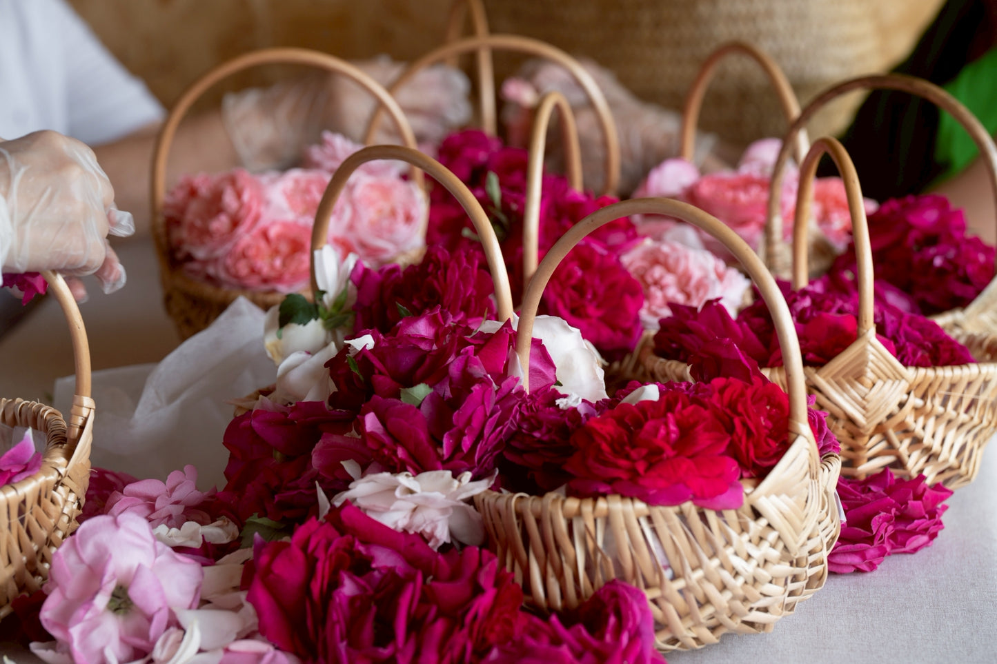 [2-Day, 1-Night] Rose Picking Bus Tour from Nagoya