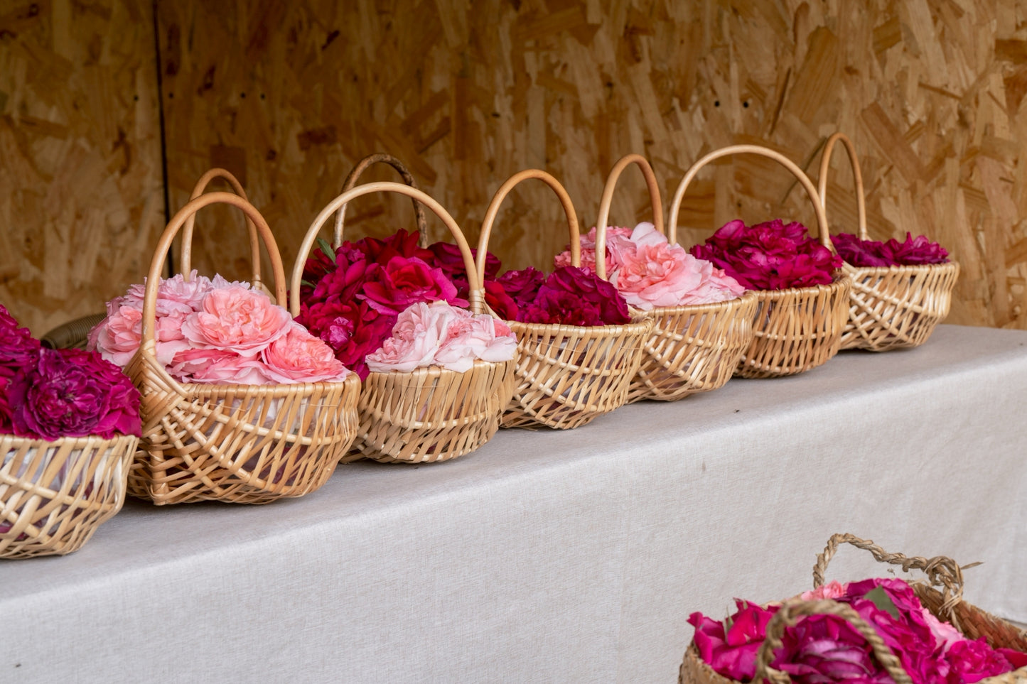 [2 nights, 3 days] First rose picking VIP tour