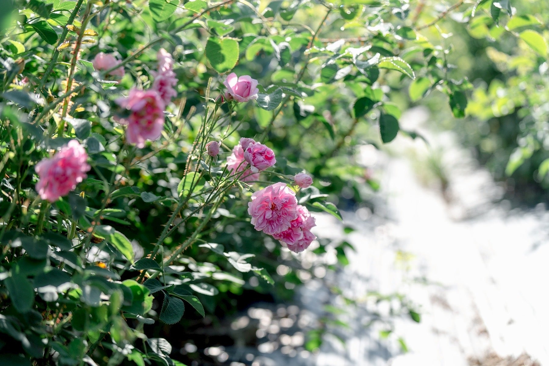 ダマスクローズのジャム – KUSHIMA ROSE