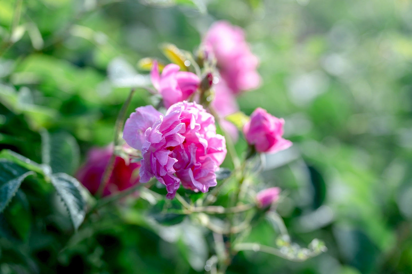 THE ROSE ダマスクローズ