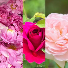画像をギャラリービューアに読み込む, Monthly special【2023年9月6日お届け】3種のバラのブレンド　香るバラのしずく
