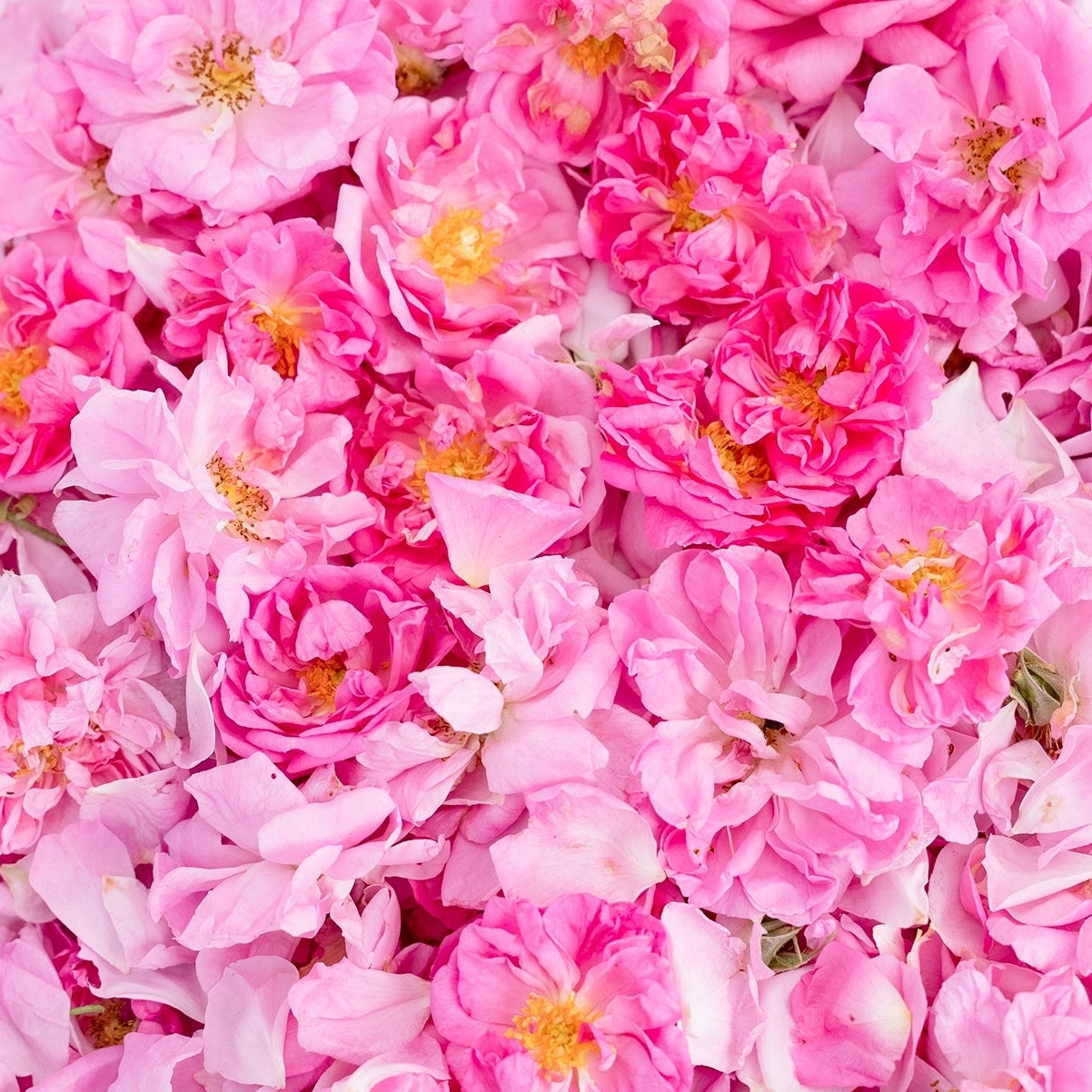 THE ROSE ダマスクローズ – KUSHIMA ROSE
