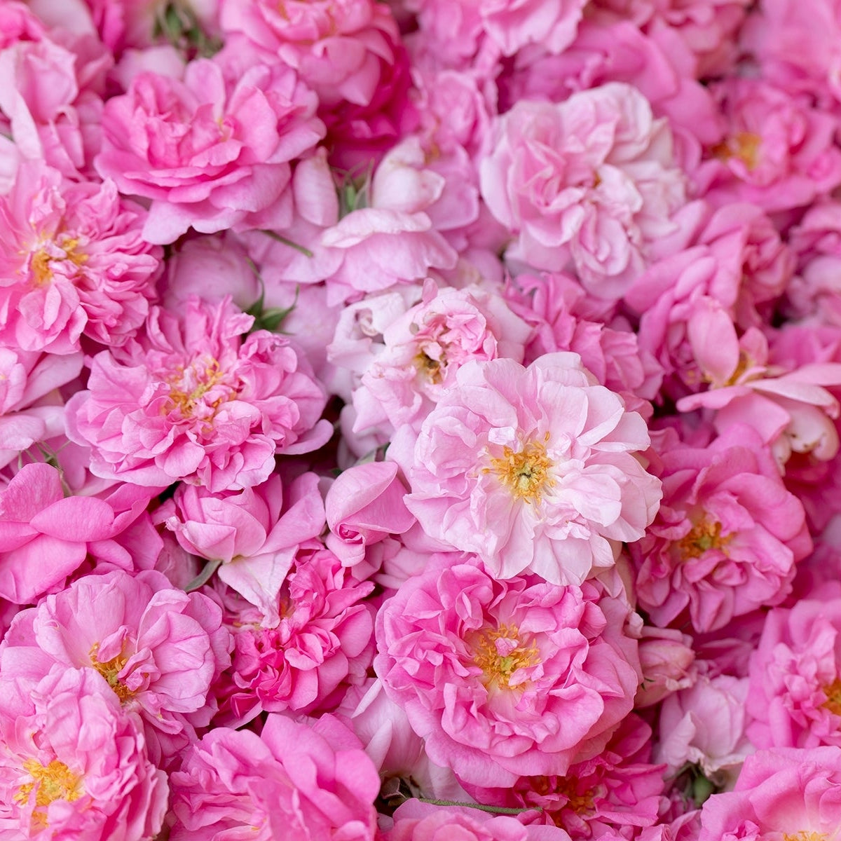 edible roses 