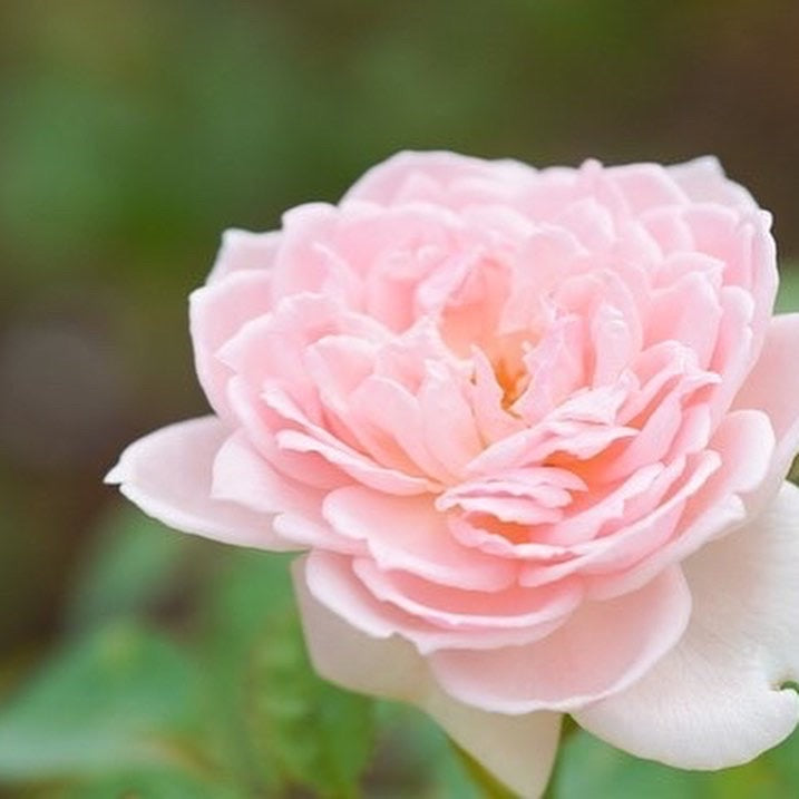 食用バラ – KUSHIMA ROSE