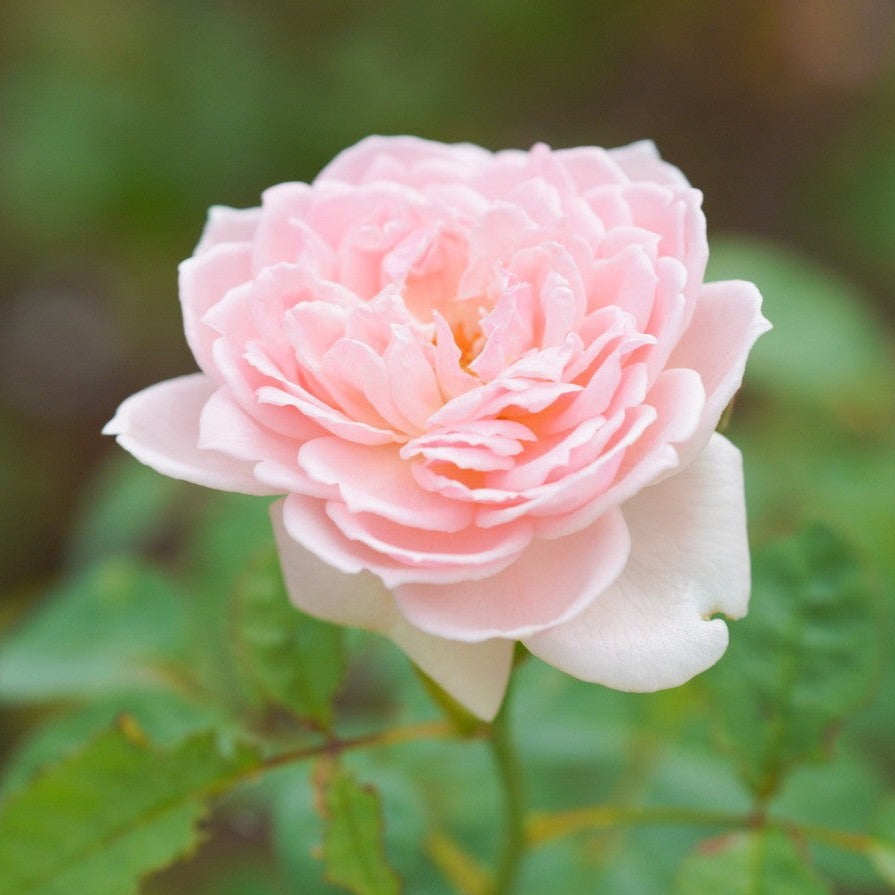 セラバスプロ　ハンドケア（パラフィントリートメント業務用）タカラベルモント セラバスプロ ハンドケア（パラフィントリートメント業務用）タカラ