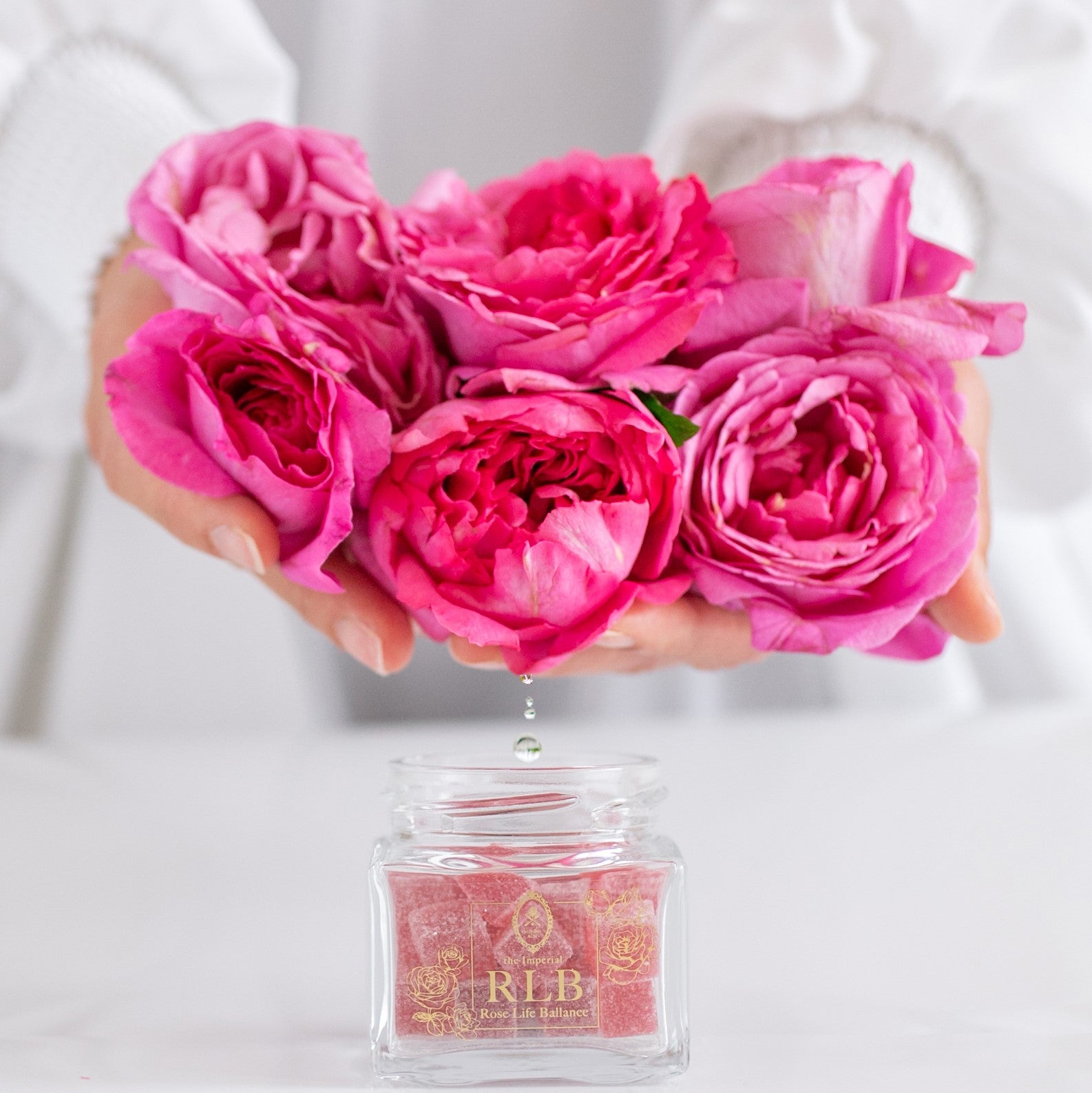 バランスローズ ローブ・ア・ラ・フランセーズ（大苗予約）7号鉢植え バラ苗 《農林